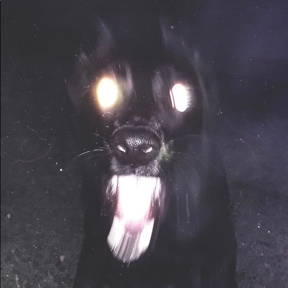 dogfangs